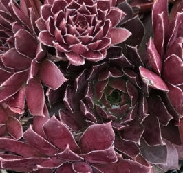 Sempervivum Chick Charms® Chocolate Kiss™