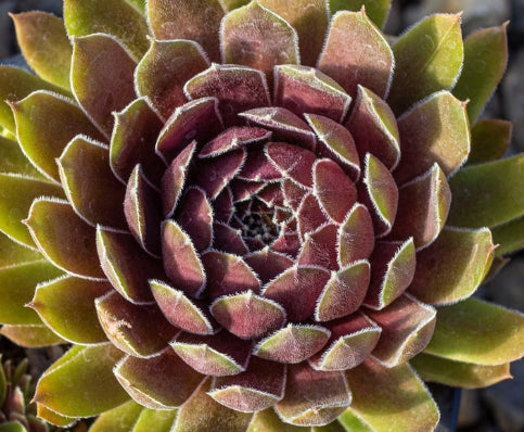 Sempervivum 'Thunder'