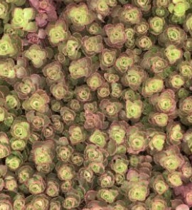 Sedum spurium ‘Ruby Mantle’