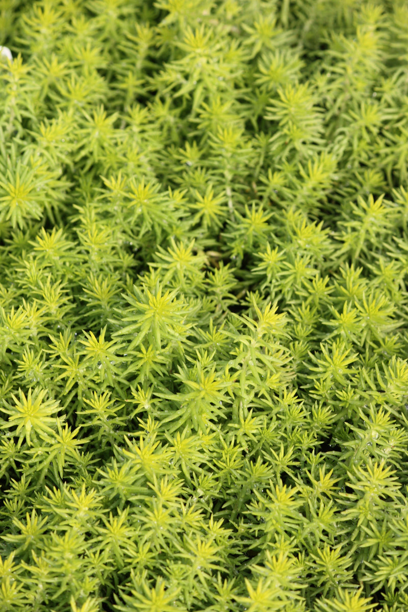 Sedum repestre 'Angelina'