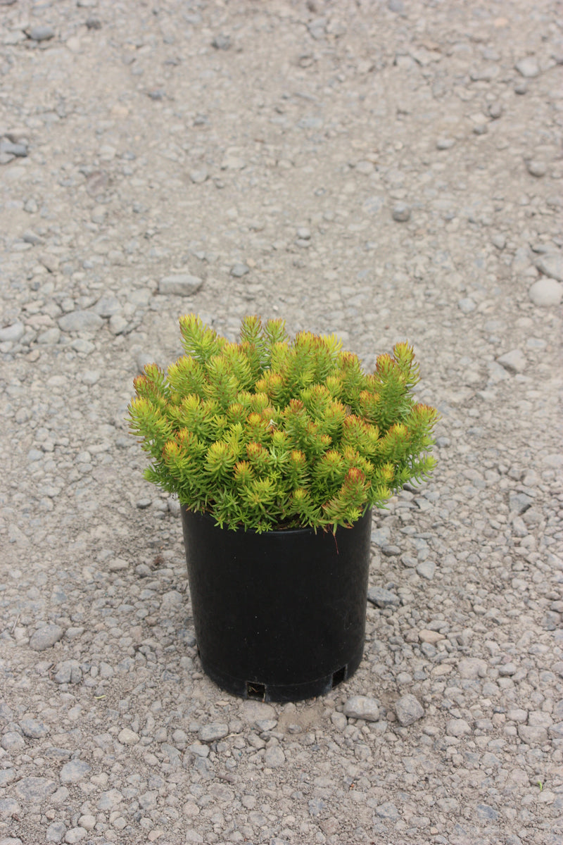 Sedum repestre 'Angelina'