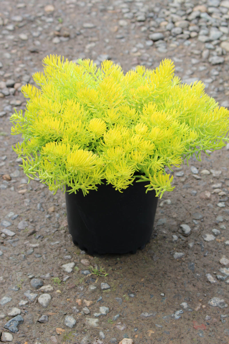 Sedum repestre 'Angelina'