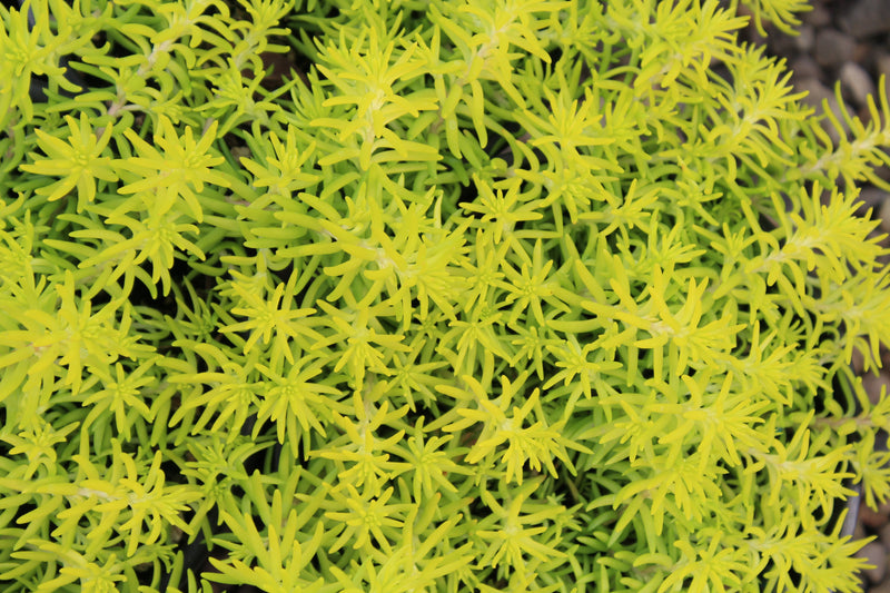 Sedum repestre 'Angelina'