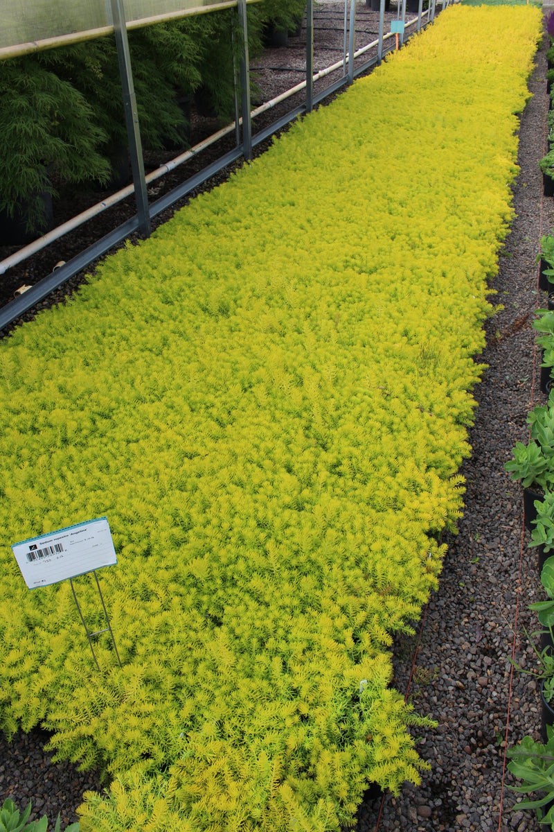 Sedum repestre 'Angelina'