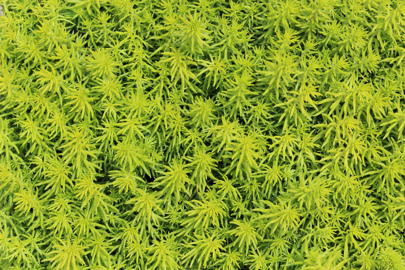 Sedum repestre 'Angelina'