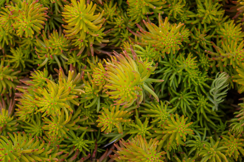 Sedum repestre 'Angelina'