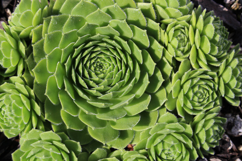 Sempervivum 'Green Wheel'
