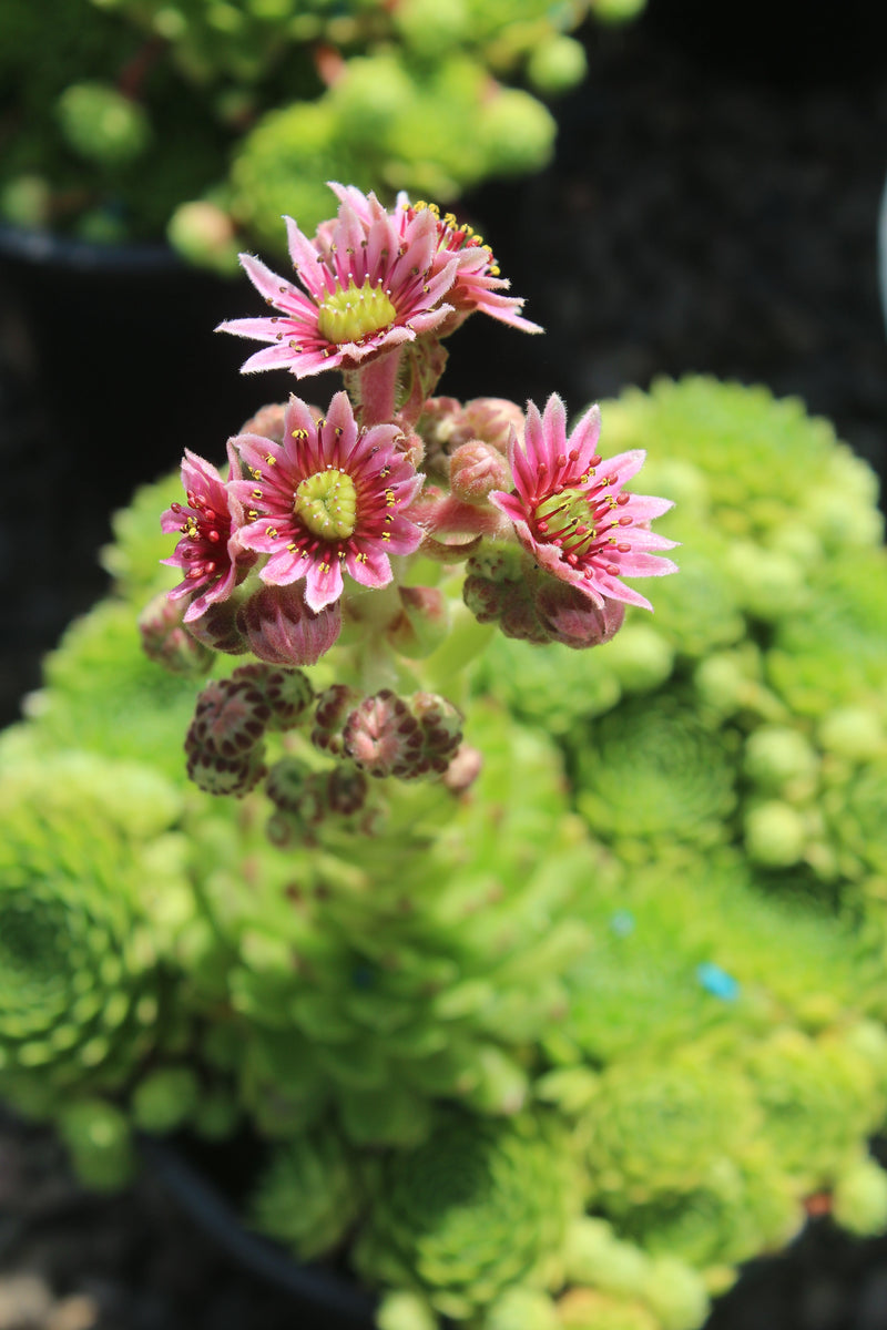 Sempervivum 'Green Wheel'