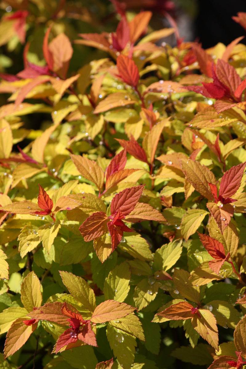Spiraea j. 'Magic Carpet' PP9363