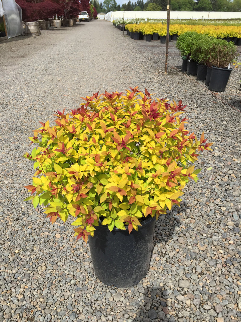 Spiraea j. 'Magic Carpet' PP9363