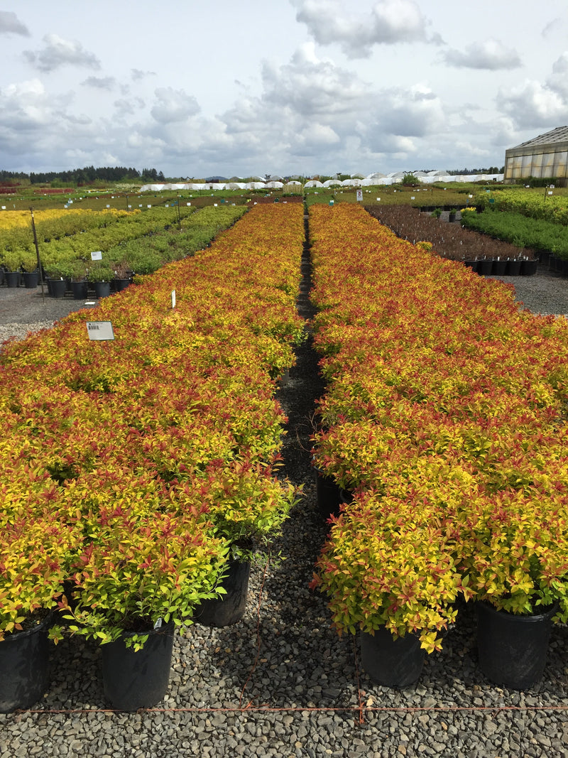 Spiraea j. 'Magic Carpet' PP9363