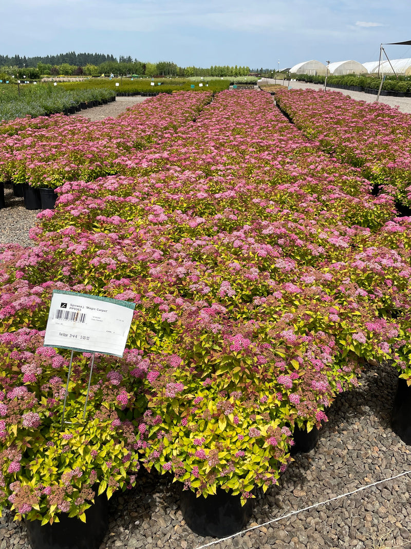 Spiraea j. 'Magic Carpet' PP9363