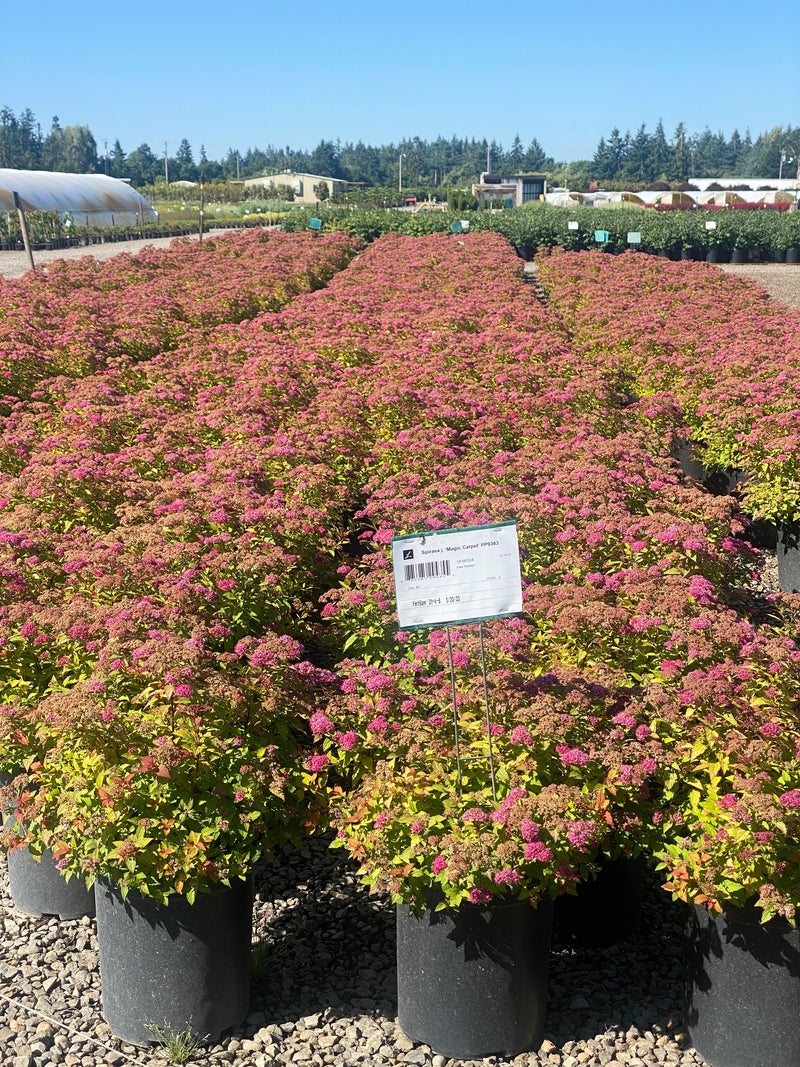 Spiraea j. 'Magic Carpet' PP9363