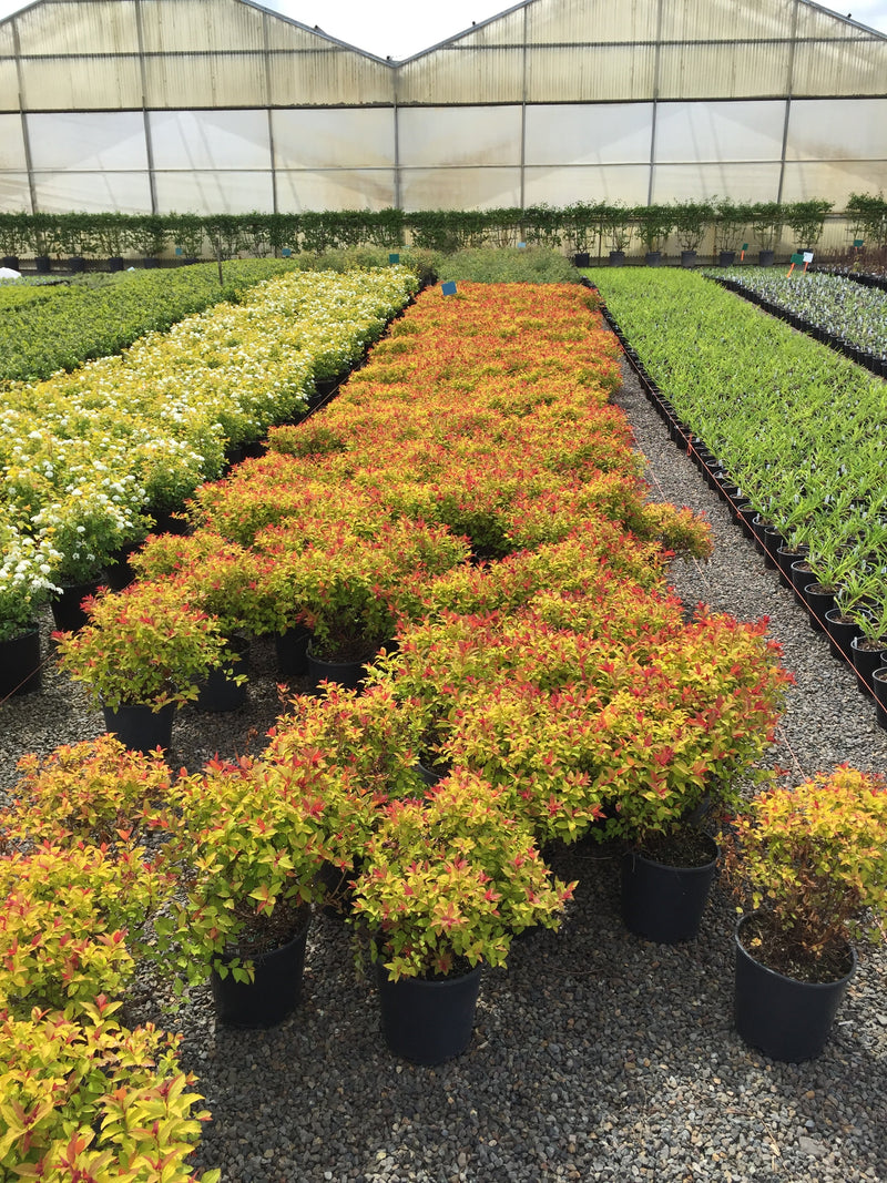 Spiraea j. 'Magic Carpet' PP9363