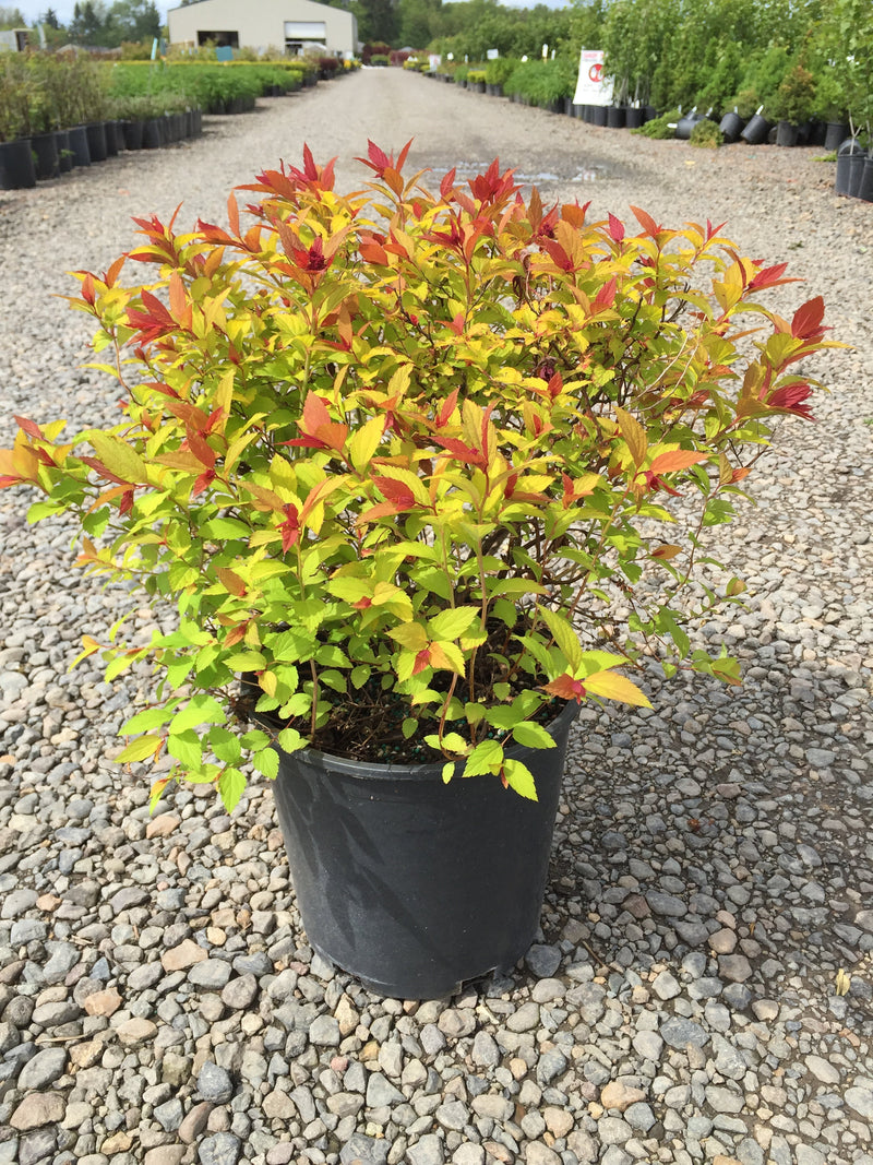 Spiraea j. 'Magic Carpet' PP9363
