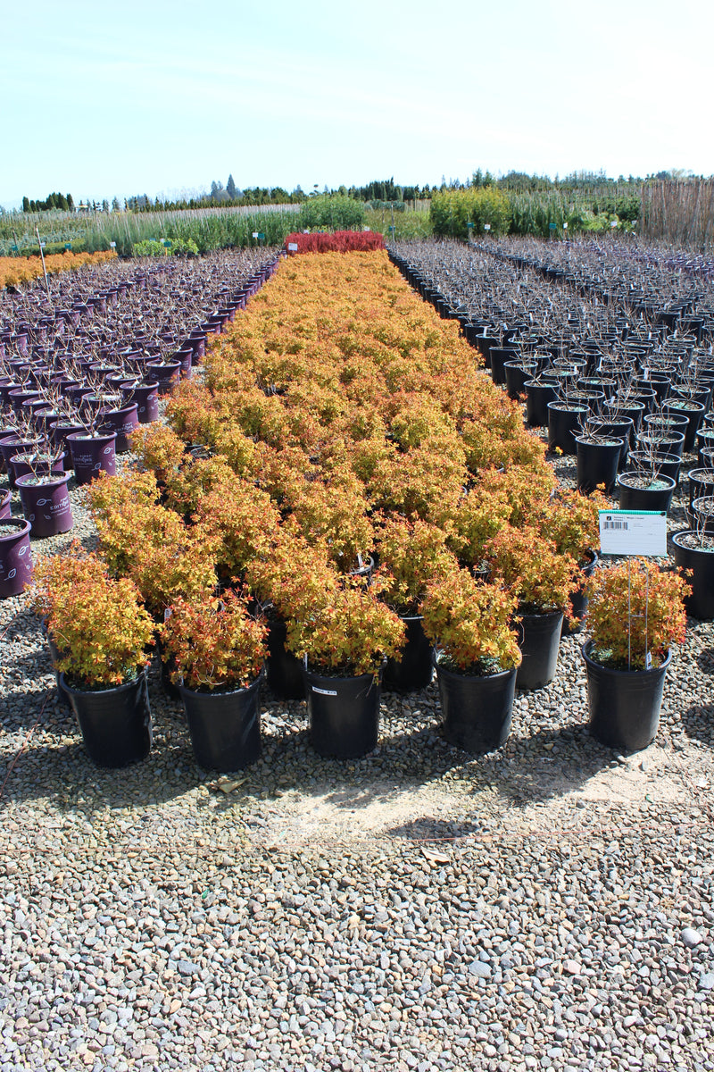 Spiraea j. 'Magic Carpet' PP9363