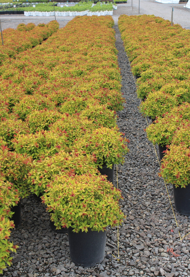 Spiraea j. 'Magic Carpet' PP9363