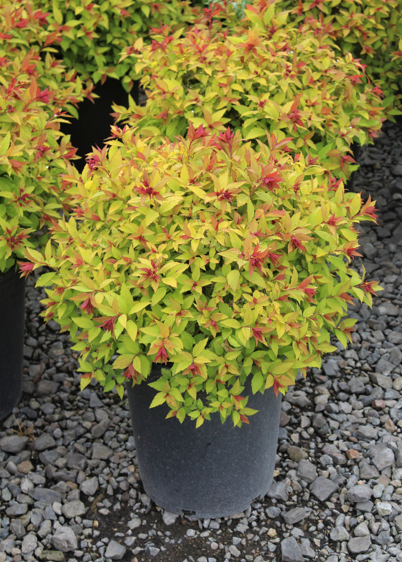 Spiraea j. 'Magic Carpet' PP9363