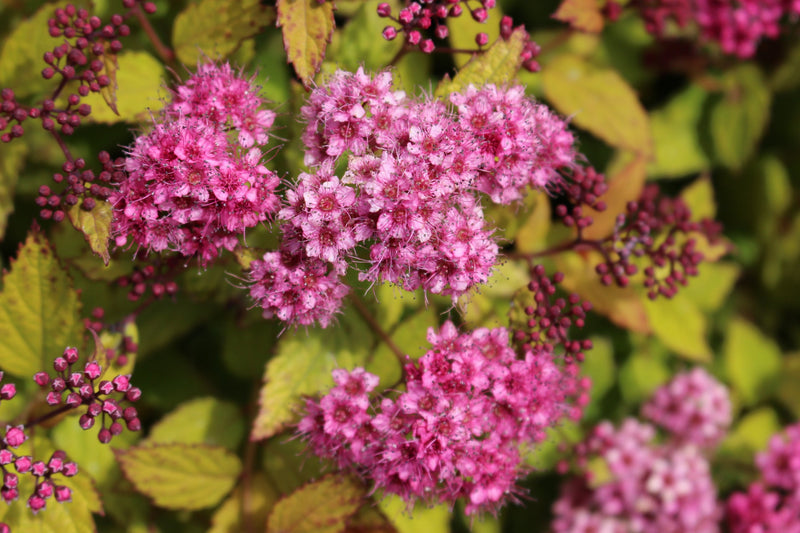 Spiraea j. 'Magic Carpet' PP9363