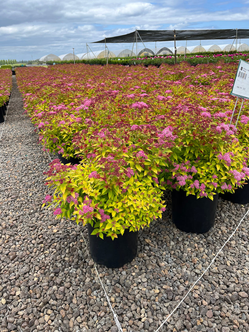 Spiraea j. 'Magic Carpet' PP9363