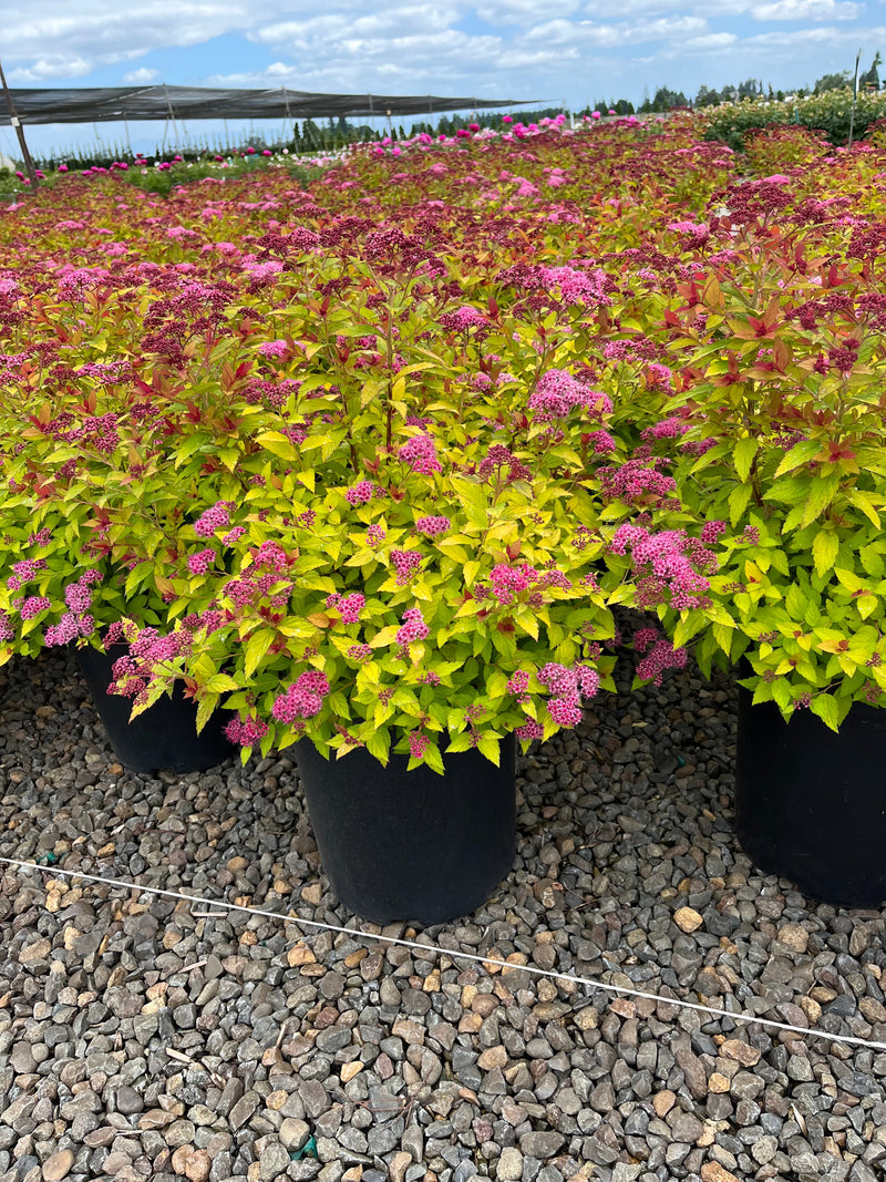 Spiraea j. 'Magic Carpet' PP9363