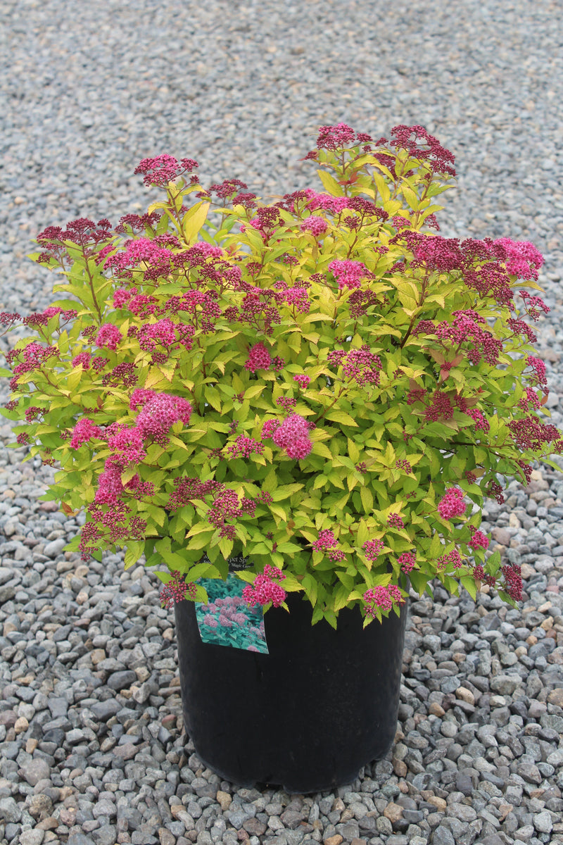 Spiraea j. 'Magic Carpet' PP9363