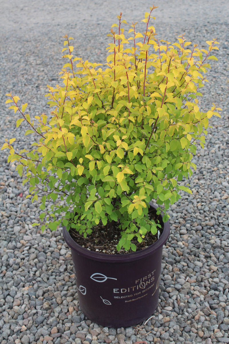 Spiraea x vanhouttei Firegold® FIRST EDITIONS® PP19308