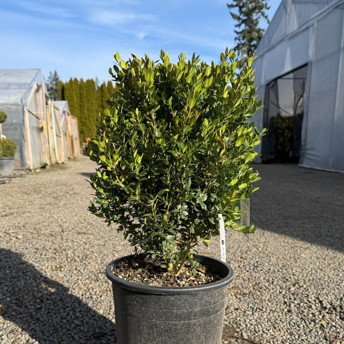 Boxwood