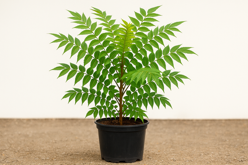Rhus glabra cismontana 5 gallons