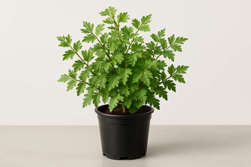 Rhus trilobata 1 gallon