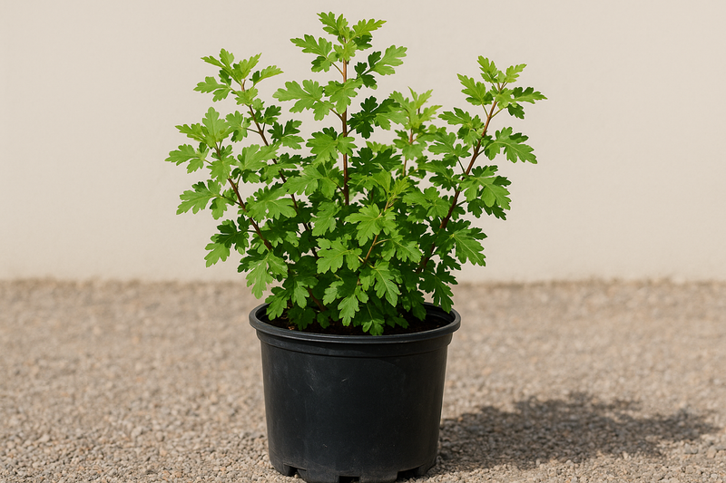 Rhus trilobata 5 gallon