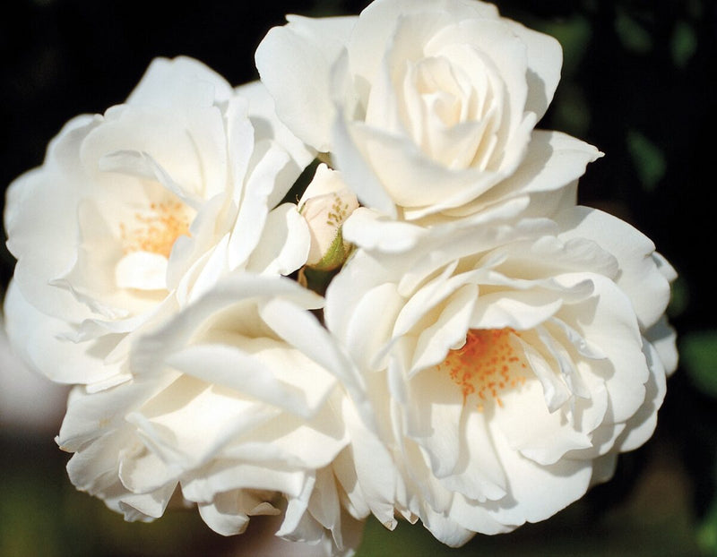 Rosa climb. 'Iceberg' (white)