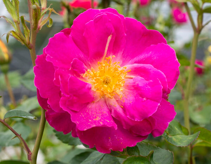 Rosa flor. Shining Moment™ PP28993 (pink)