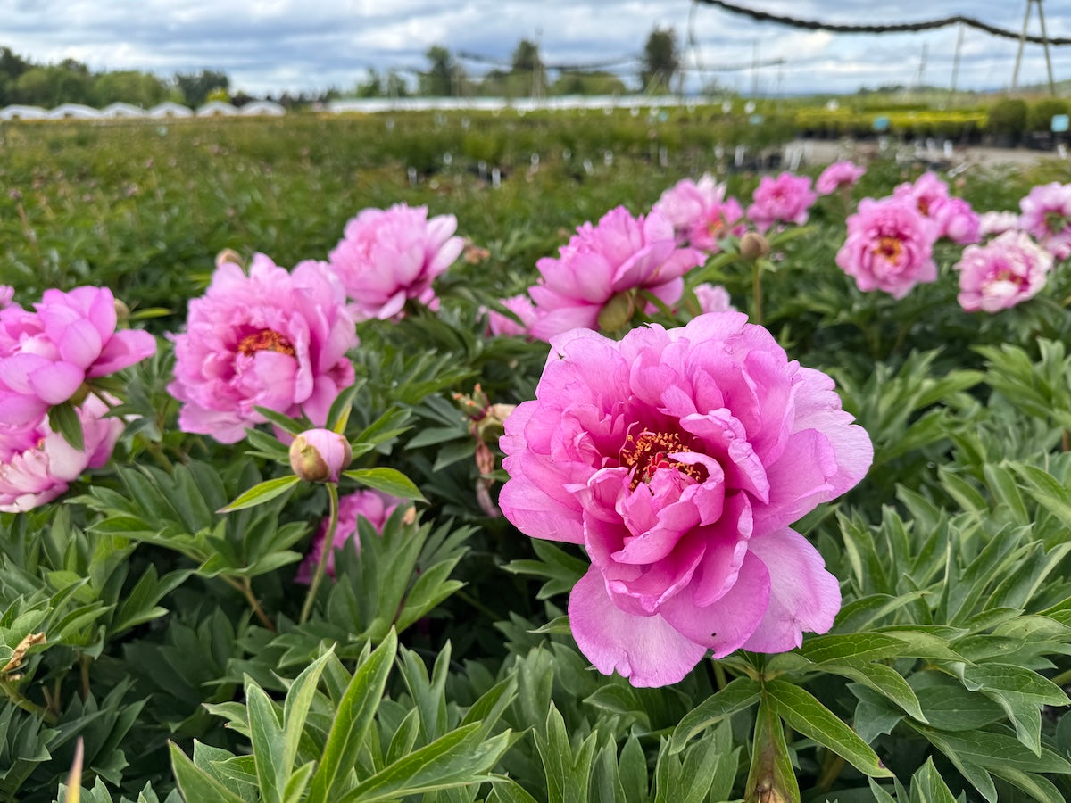 Peonies