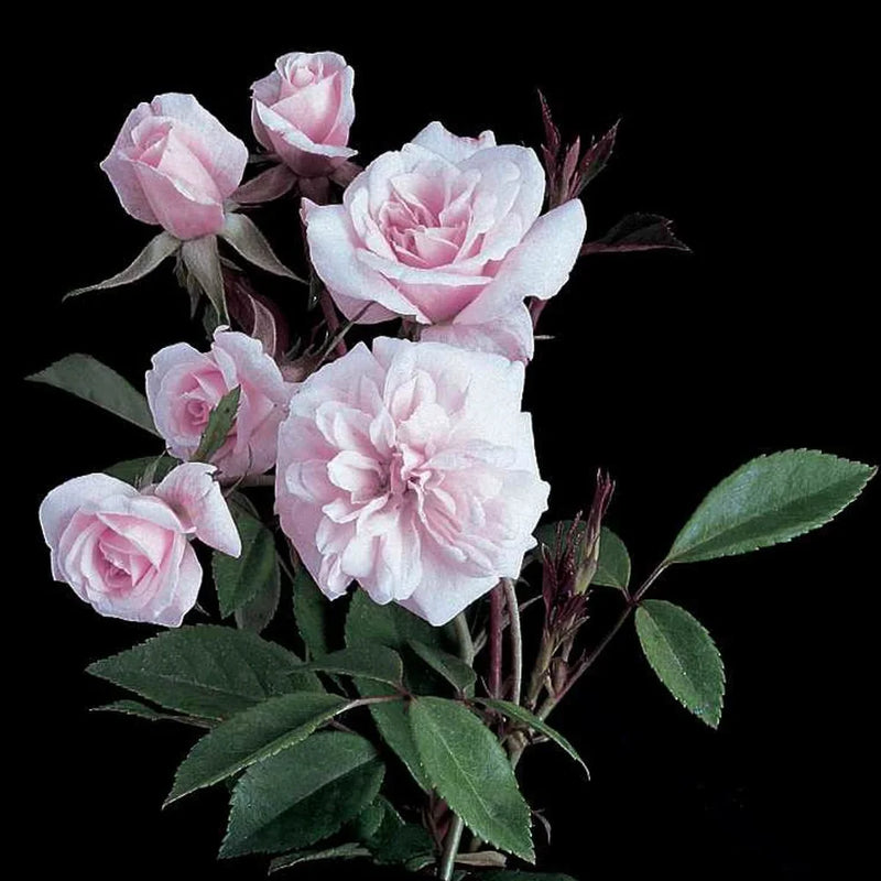 Rosa climb. 'Cecile Brunner' (pink)