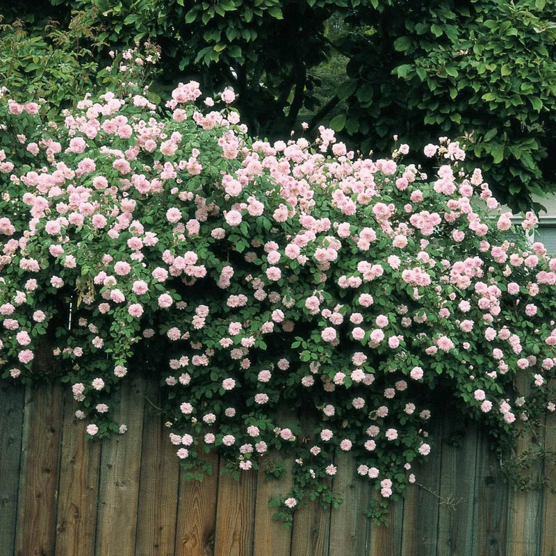 Rosa climb. 'Cecile Brunner' (pink)