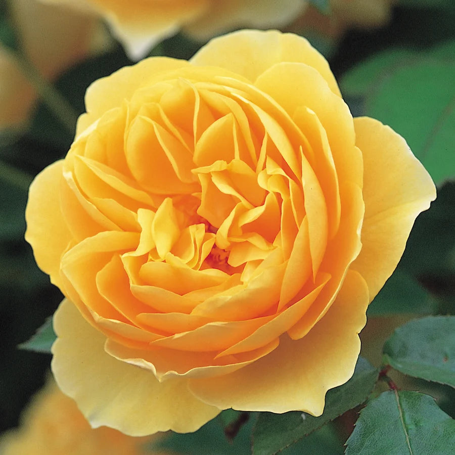 Rosa David Austin® 'Graham Thomas'® (gold)