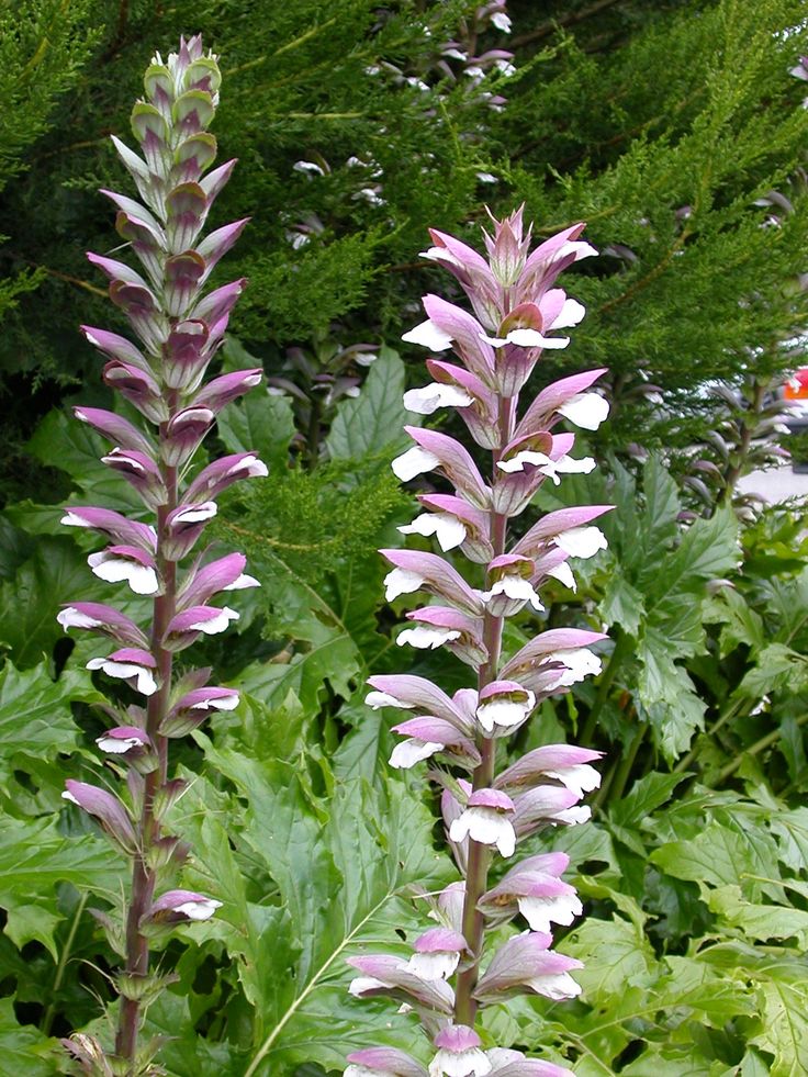 Acanthus mollis