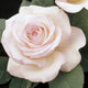 Rosa ht. 'Moonstone™' (pink-white)