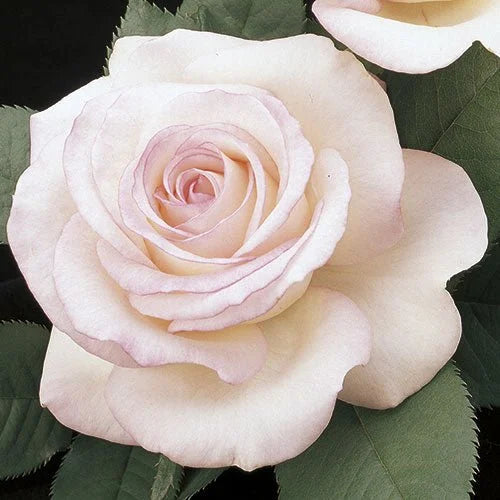 Rosa ht. 'Moonstone™' (pink-white)