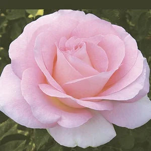 Rosa ht. 'Falling in Love' ™ PP19872 (pink), Tree Form STD 36""