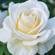 Rosa flor. 'Easy Spirit' ™ (white), Tree Form STD 36""