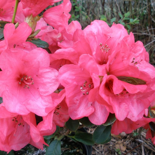 Rhod. 'Whisperingrose' (red)- H-3