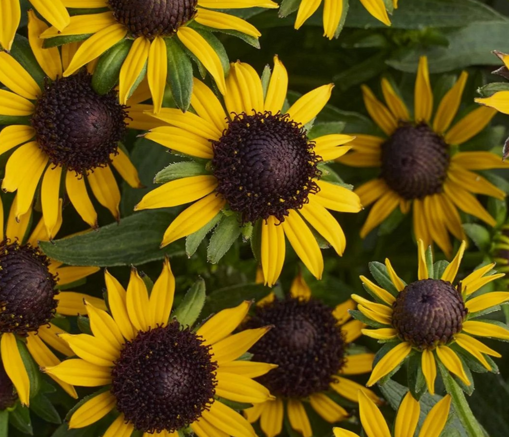 Rudbeckia f. 'Little Goldstar'