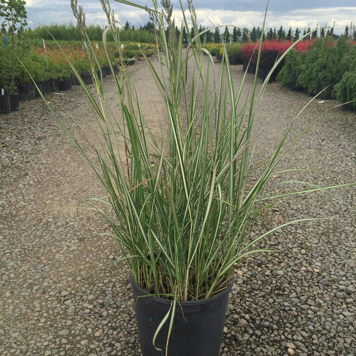 Grass, Calamagrostis a. 'Avalanche'