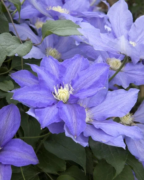 VINE Clematis 'H.F. Young' (blue)