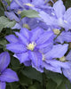 VINE Clematis 'H.F. Young' (blue)