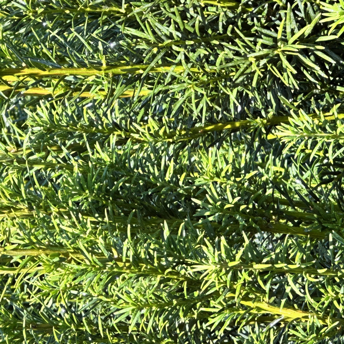 Taxus x m. 'H.M. Eddie'