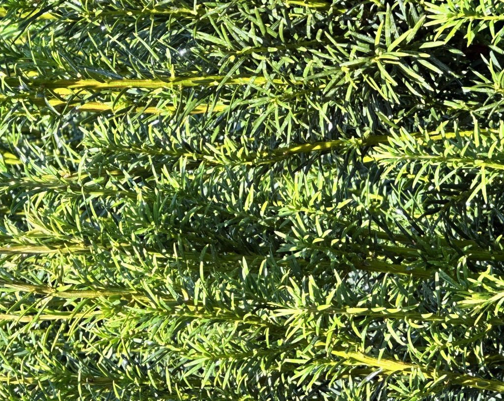 Taxus x m. 'H.M. Eddie'