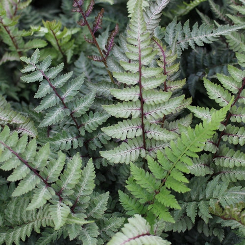 Fern, Athyrium niponicum 'Red Beauty'
